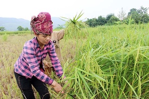 Dẻo thơm cốm nếp tan bản Hán