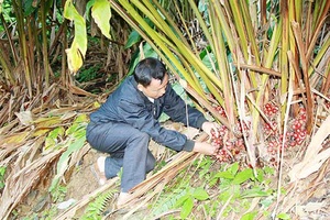 Mùa thảo quả ở Hang Chú