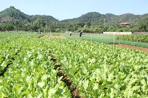 Tiên Sơn thành công từ ứng dụng khoa học kỹ thuật vào sản xuất