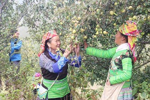 18 sản phẩm nông sản được cấp bảo hộ thương hiệu