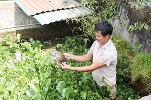 Những mô hình kinh tế hiệu quả ở Huy Thượng