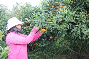 HTX Nông sản sạch Mộc Châu: Liên kết sản xuất để phát triển bền vững