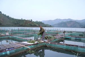 Nuôi cá lồng - hướng đi mới ở bản Sao Tua