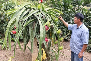 Bí thư chi bộ làm kinh tế giỏi