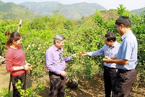 Kiểm tra, đánh giá tiến độ Đề tài “Trồng thử nghiệm một số giống táo mới (Ziziphusmauritania Lamk) có năng suất cao, chất lượng tốt tại Sơn La”