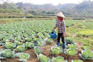 Nà Chá sản xuất rau an toàn