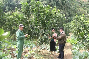 Chính sách tín dụng phục vụ nông nghiệp, nông thôn