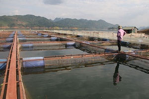 Chính sách tín dụng phục vụ nông nghiệp, nông thôn