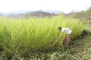 Nà Tân chủ động phòng chống đói, rét cho gia súc