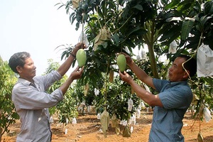 Mai Sơn: Bán 1,5 tấn xoài phục vụ xuất khẩu sang thị trường Australia