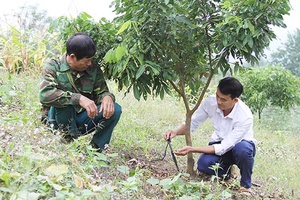 Bắc Yên đẩy mạnh ứng dụng kỹ thuật vào sản xuất nông nghiệp