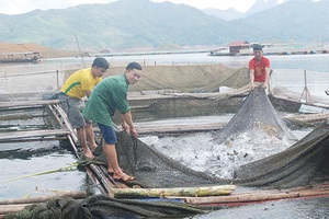 Hội Nông dân xã Chiềng Bằng hỗ trợ hội viên phát triển kinh tế