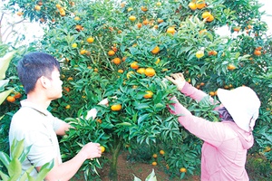 Bức tranh nông nghiệp đa sắc trên cao nguyên