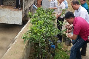 Triển vọng mô hình trồng mắc ca