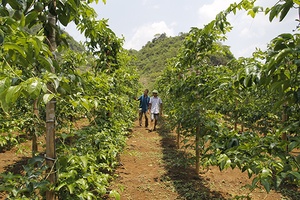 Phát triển mô hình kinh tế trang trại