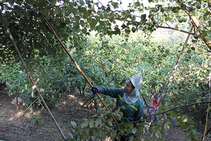 Dấu ấn nông nghiệp Mường La