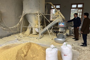 Nuôi gà hữu cơ - đa lợi ích