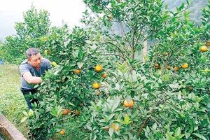 Thêm những mùa vàng bội thu