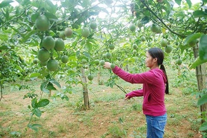 Hiệu quả Cuộc vận động “Xây dựng gia đình 5 không, 3 sạch”