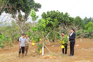 Hiệu quả những đồng vốn chính sách