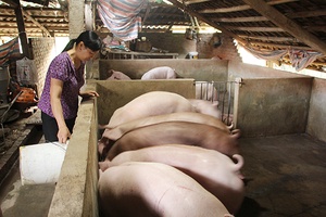 Sông Mã tăng cường phòng, chống dịch bệnh cho đàn vật nuôi