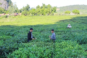 Tươi mới Mường Chiên