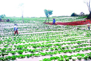 Thơm ngọt dâu tây trên cao nguyên Châu Mộc