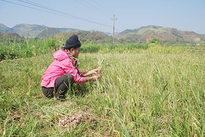 Cây tỏi Chiềng Đông