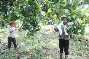 Hỗ trợ các hợp tác xã phát triển