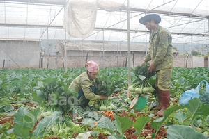 Phát triển nông nghiệp hữu cơ, hướng đi bền vững cho nông dân