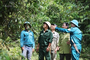 Tăng cường công tác quản lý rừng và đất lâm nghiệp