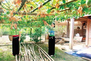 Sức sống Quỳnh Liên
