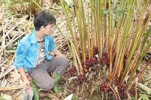 Phát triển cây dược liệu theo chuỗi giá trị