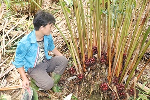 Phát triển cây dược liệu theo chuỗi giá trị