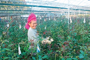 Sắc hoa tô điểm ngày xuân