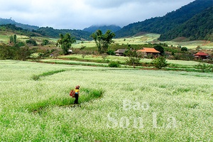 Du xuân trên thảo nguyên xanh