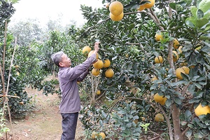 Năng động phát triển kinh tế gia đình