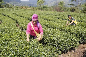 Bừng sáng vùng chè Mường É