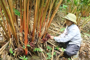 Chiềng Công nỗ lực giảm nghèo