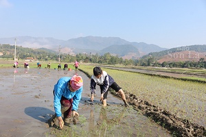 Sốp Cộp tập trung sản xuất vụ xuân