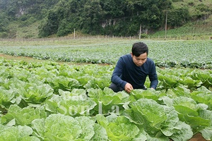 Phát triển nông nghiệp công nghệ cao ở Mộc Châu