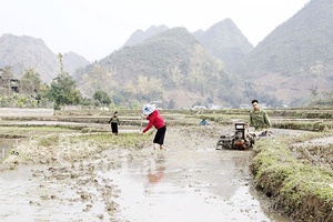 Thuận Châu khẩn trương gieo cấy lúa vụ xuân