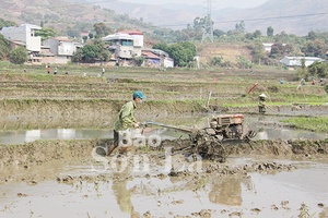 Sông Mã tập trung gieo cấy vụ lúa xuân