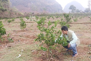 Năng động trong phát triển kinh tế