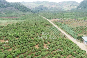 Cấp mã vùng trồng - Điều kiện xuất khẩu nông sản