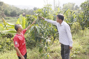 Nguồn quỹ giúp nông dân phát triển kinh tế