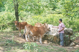 Pá Ma Pha Khinh đẩy mạnh chăn nuôi gia súc