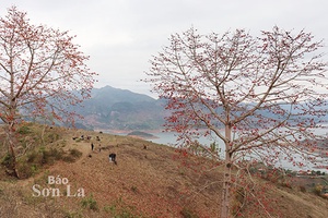 Quỳnh Nhai - Mùa hoa gạo