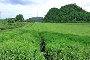 Nắng ấm trên vùng chè Phỏng Lái