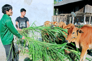 Tết trên quê mới Pắc Ma